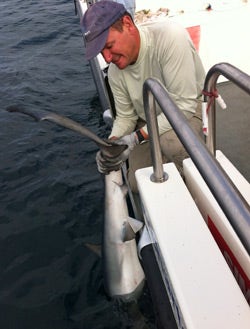 Allan Shark Release