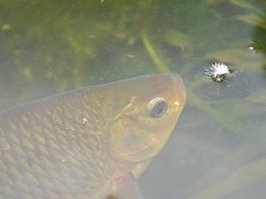 Flies for carp and coarse fly fishing