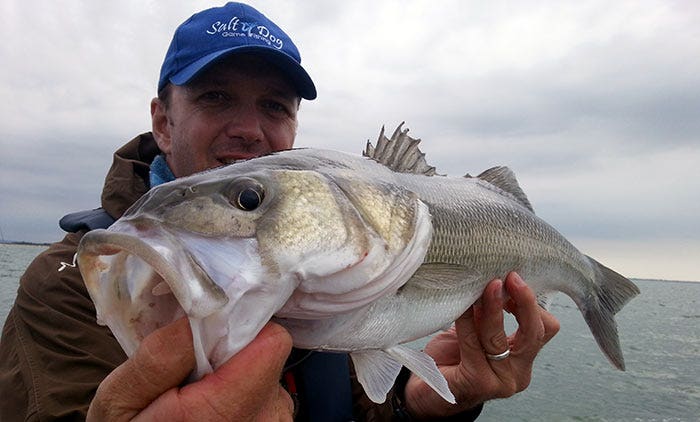 A stunning bass from Chichester Harbour