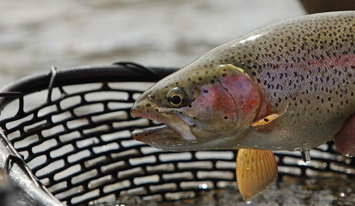 Delaware Rainbow Trout