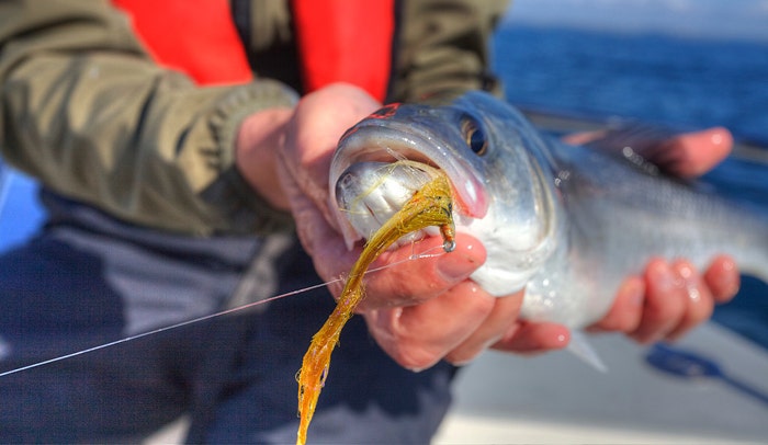 Stunning Bass caught on a Oz's Livebait Fly