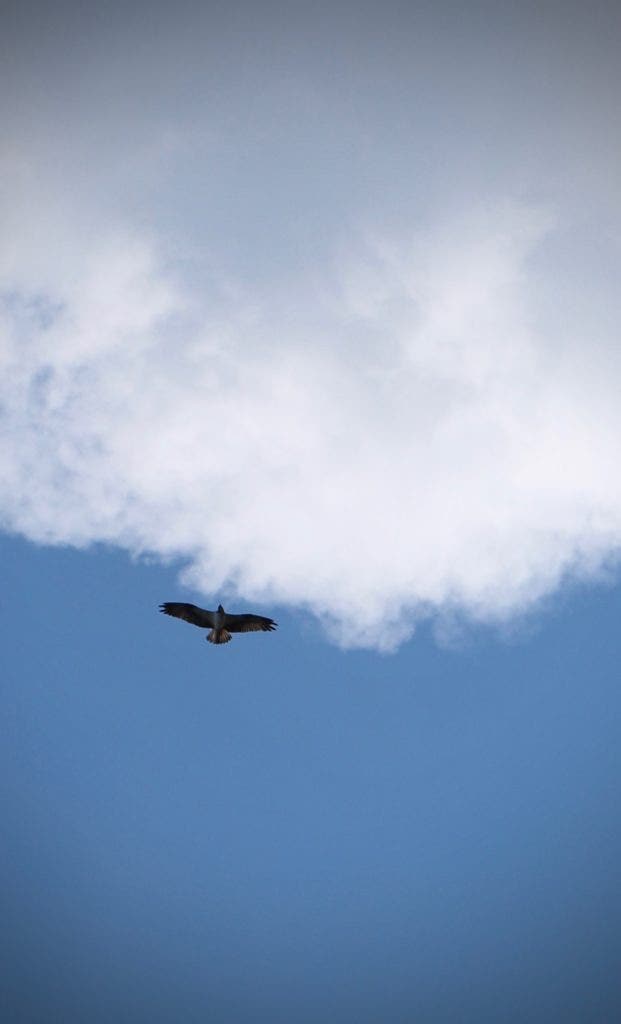 Watching ospreys on Menteith...