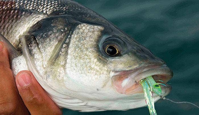 Top Ten Tips for Bass Fishing