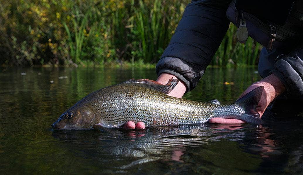 Grayling Fishing, How to Catch Grayling Fish