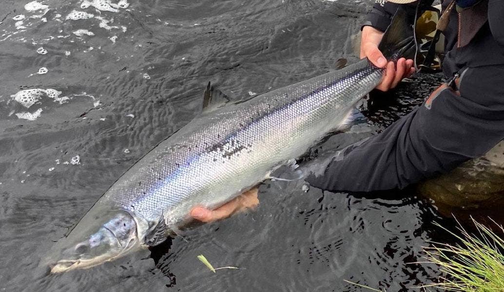 Spring Salmon Fishing Tips and Techniques