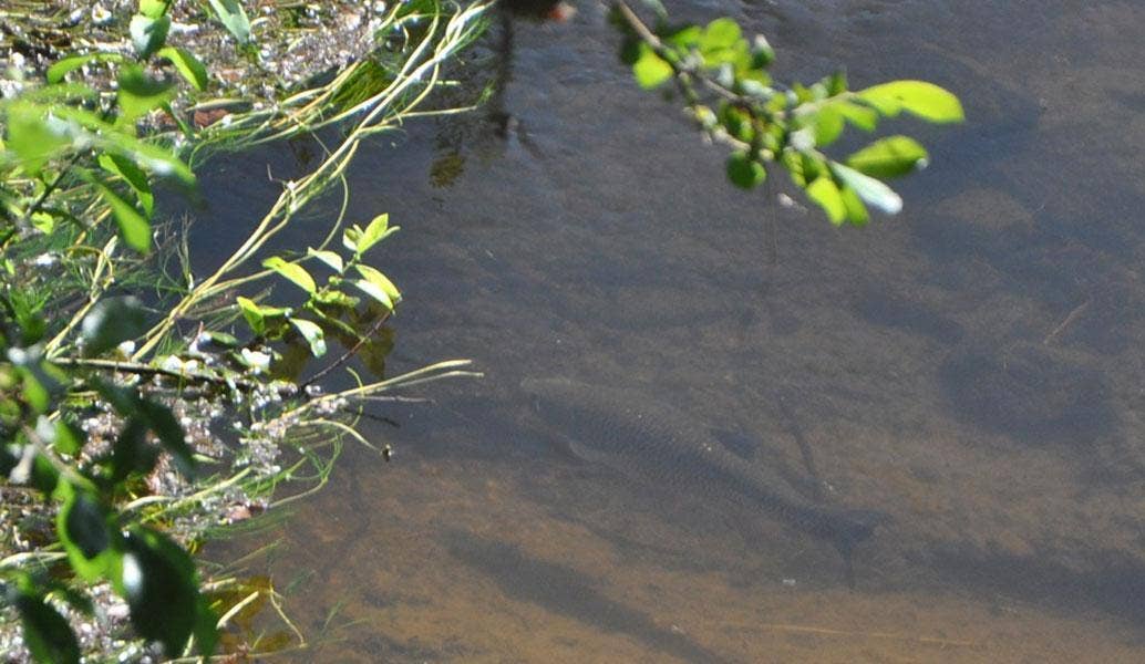 The Coarse Side of Summer Fly Fishing