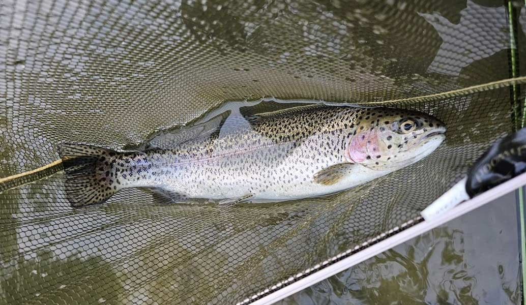 Dry Fly Fishing On Big Waters