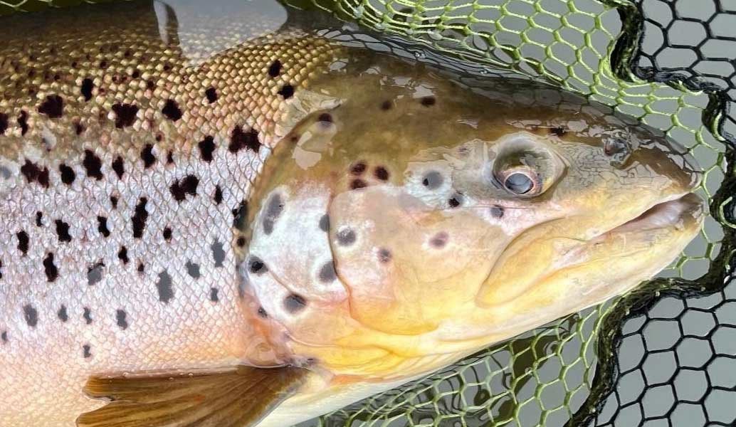 Pre-Season Tackle MOT & Early Season Stillwater Trout Fly Fishing Success