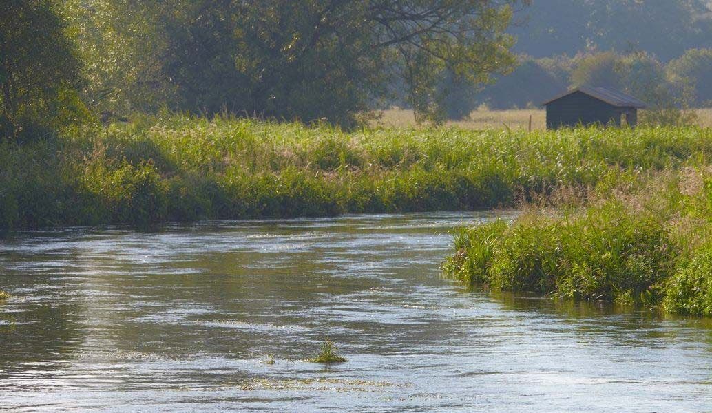 Saving Our Precious English Chalkstreams