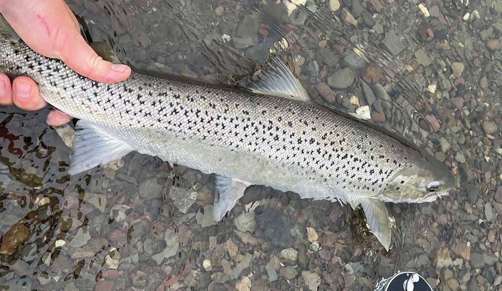 Summer Sea Trout Fishing Tips & Advice