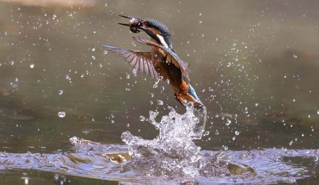 How To Fly Fish for Trout This Easter