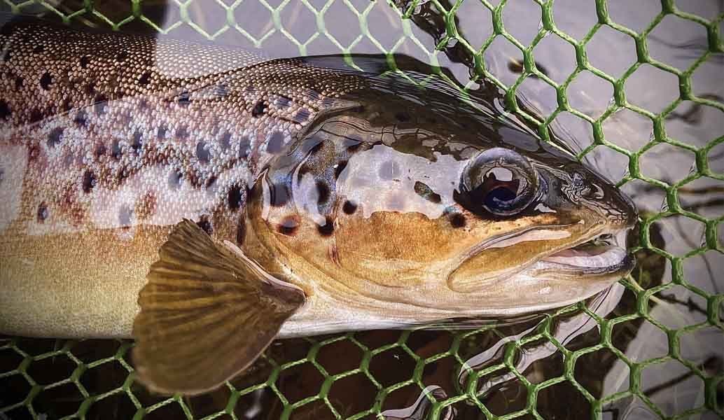 Pre-Season Tackle MOT & Early Season Stillwater Trout Fly Fishing Success