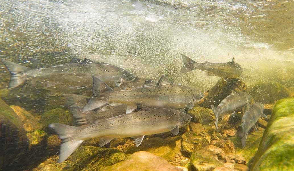 Freshwater to Saltwater Story from The Atlantic Salmon Trust