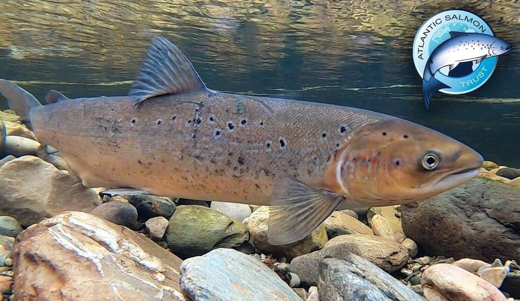 Spotlight On The Atlantic Salmon Trust: From Conservation to Restoration