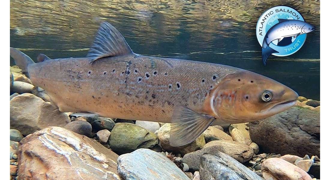 Spotlight On The Atlantic Salmon Trust: From Conservation to Restoration