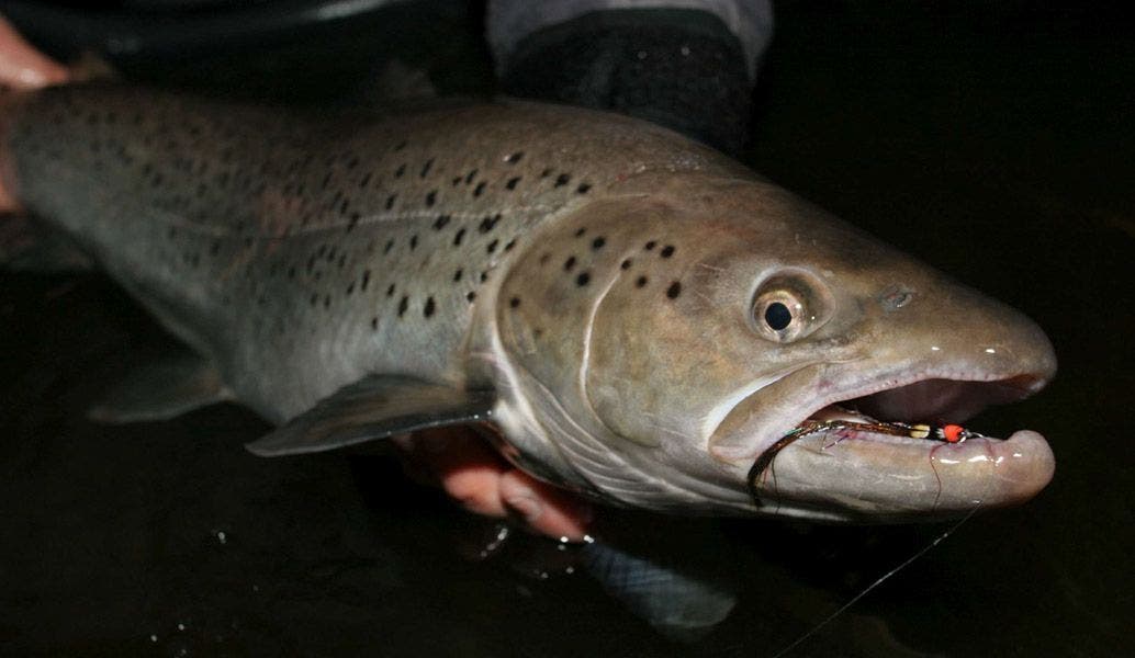 A Stunning Sea Trout Caught In The Dark - Find Out About Fly Fishing for Sea Trout