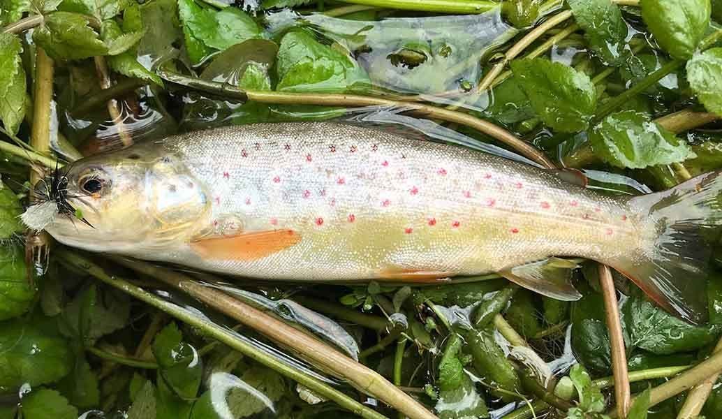 The Sportfish Experts Reveal Their Three Top Fly Fishing Flies