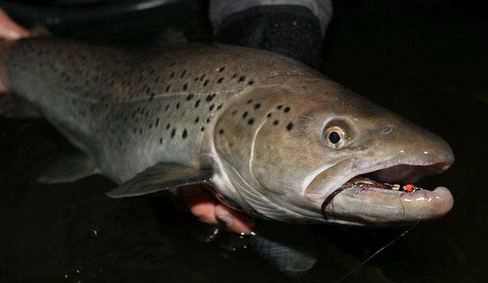 Fly Fishing for Sea Trout with Steffan Jones