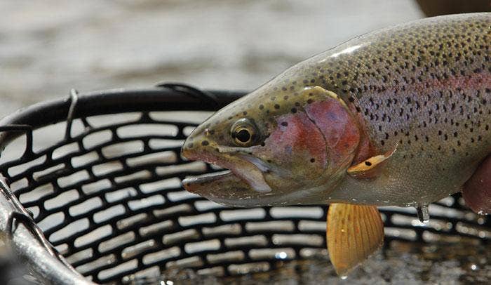 Winter Stillwater Trout Fishing - Advice and Techniques