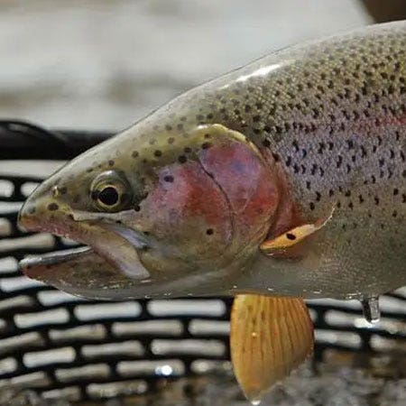 Colourful rainbow trout removed from net and ready to be released