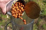 Dynamite Baits - How to use tiger nut paste