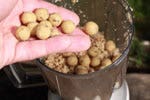 Dynamite Baits - How to use tiger nut paste