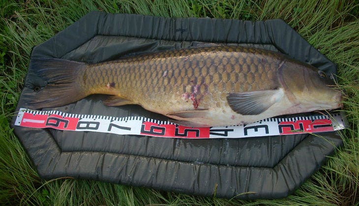 Carp on a unhooking mat