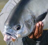 Browse our range of saltwater fishing and tropical fly lines