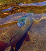 GRAYLING FISHING: HOW TO CATCH GRAYLING