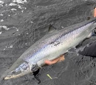 Beautiful spring salmon being lowered back into the water