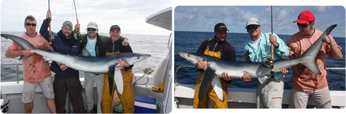 Allan shark fishing