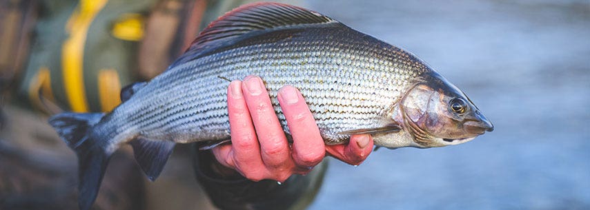 Top Grayling Tackle