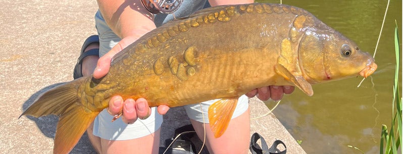Coarse & Carp on the Fly Tackle