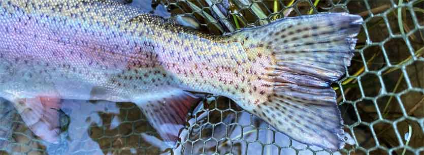 Trout Fishing Tackle