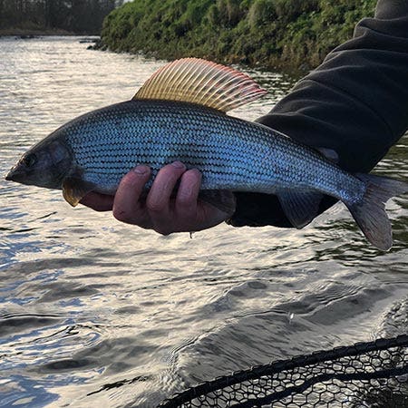 Tackle Up for Grayling