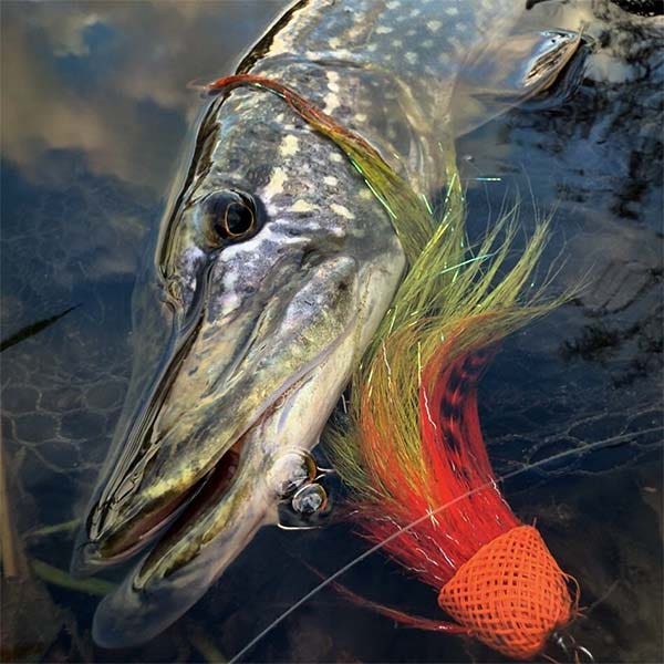 Pike pictured in the water with fly in its mouth