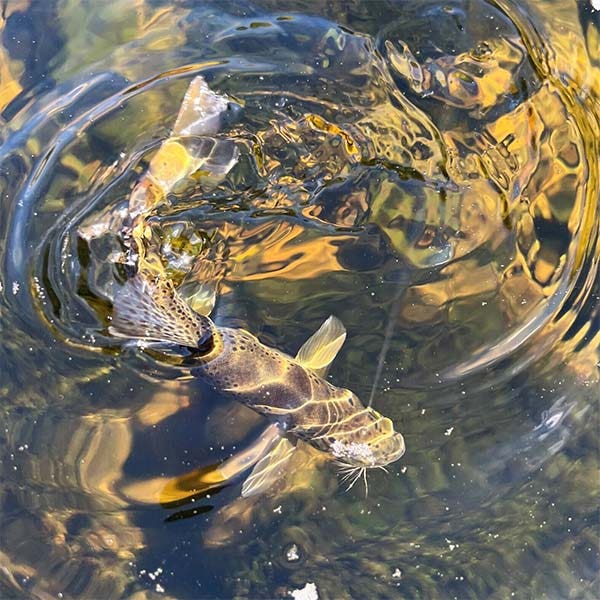 Beautiful trout pictured in the water with rippling effect