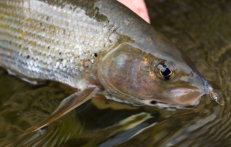 Grayling Fish Grayling Fish