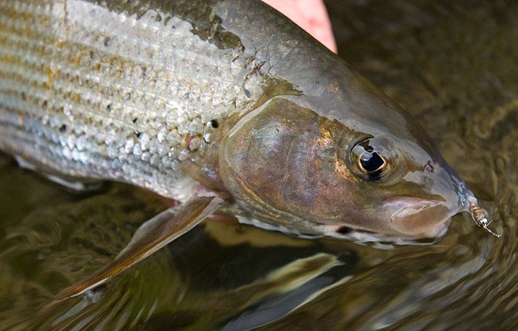 Grayling Fish