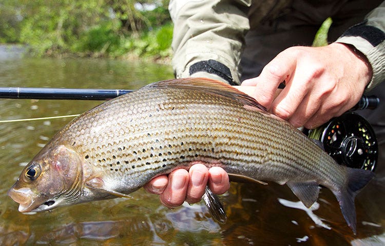 Grayling Fishing