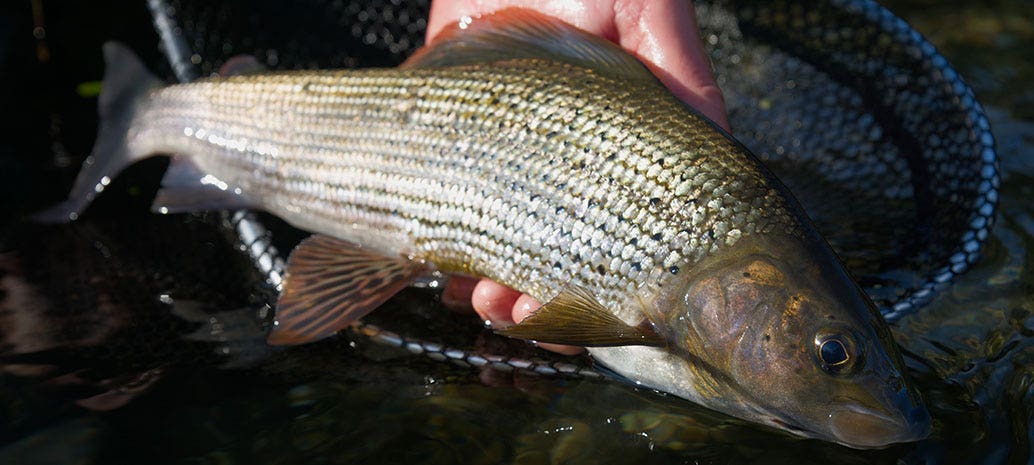 Grayling Fishing, The Beautiful Lady of the Stream Grayling Fishing, The Beautiful Lady of the Stream
