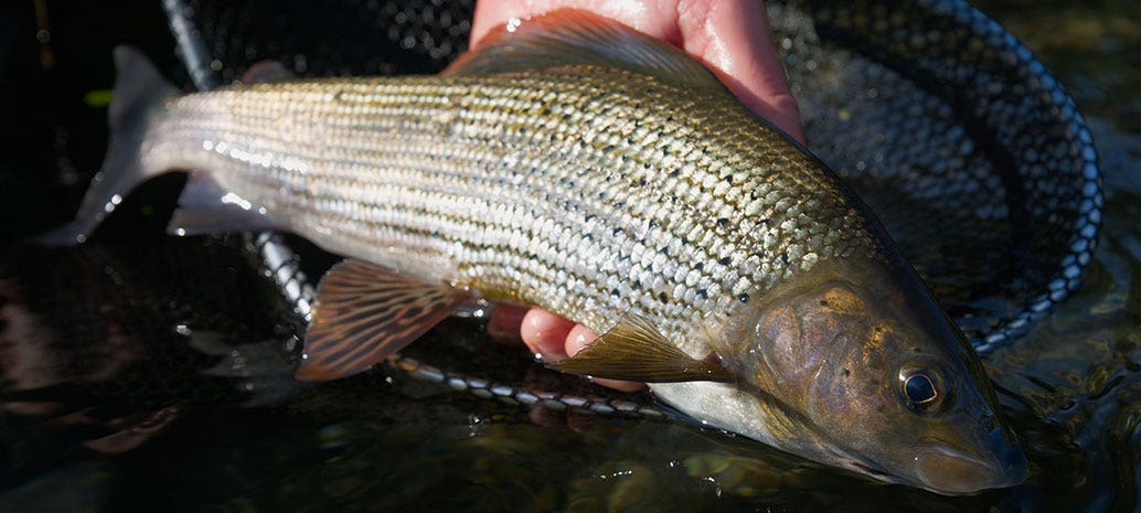 Grayling Fishing, The Beautiful Lady of the Stream