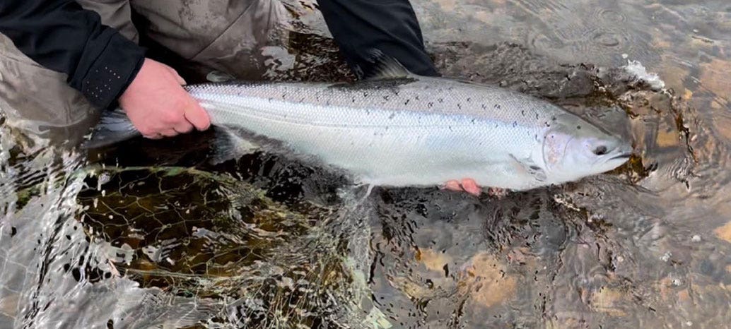 James' First Spring Salmon