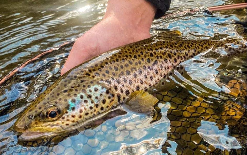 How to catch, play, land, handle and release a trout