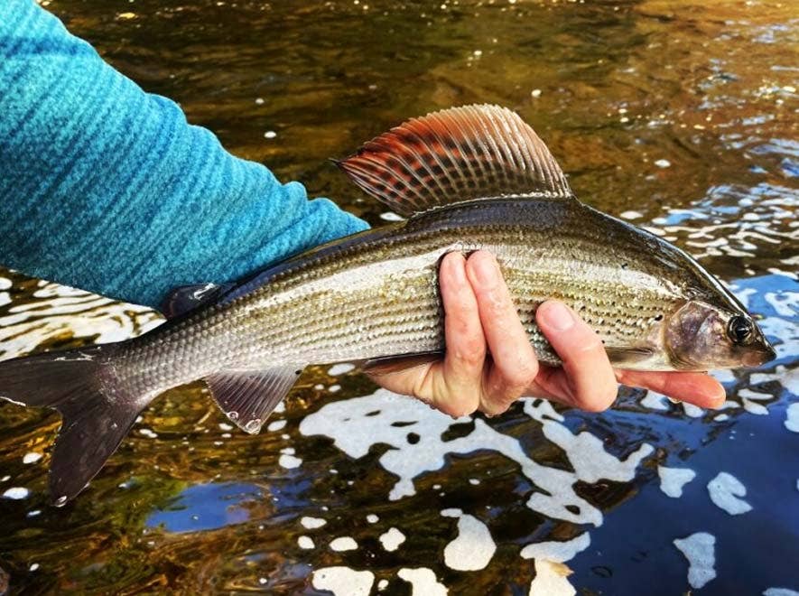 Stunning Grayling Catch