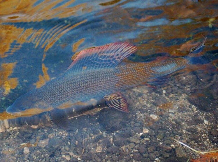 How To Fish for Grayling