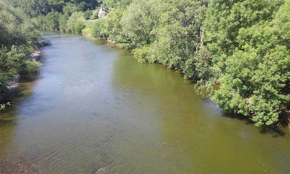 Algae blooms on the River Wye