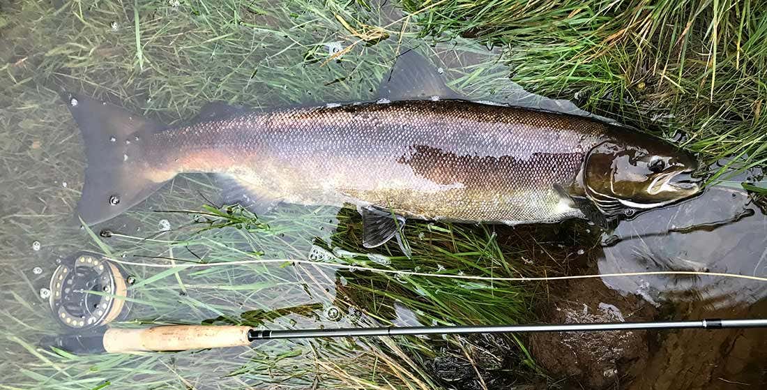 My first fish of the trip on day one laying in the water, 12lb, caught on a red Ally’s Shrimp