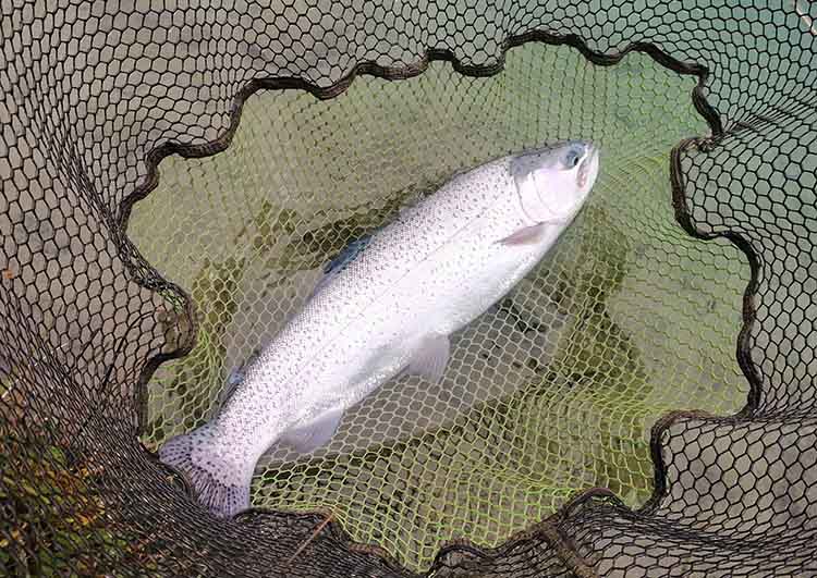 Trout pictured in net before release Trout pictured in net before release