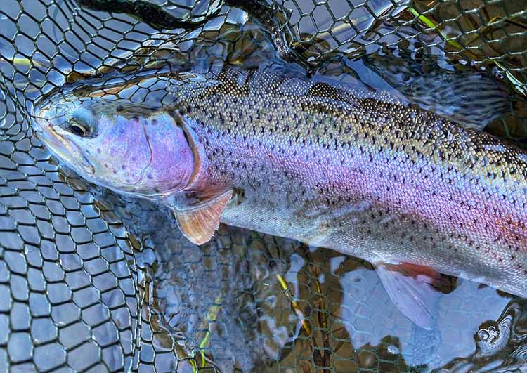 Trout pictured in net before release Trout pictured in net before release